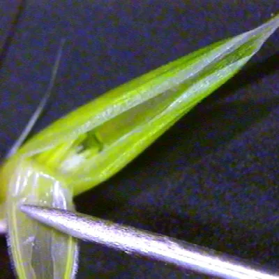 Close-up of floret (dissected)