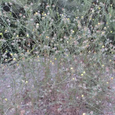 Weedy stand of Maltese starthistle, side of road