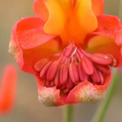 Flower close-up with stamens