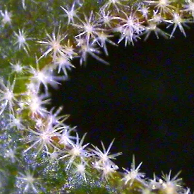 Close-up of trichomes
