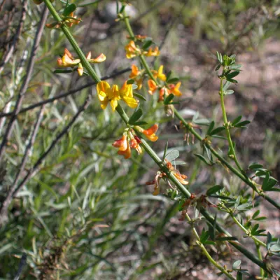 Close-up of inflorescence