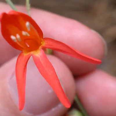 Flower, front view