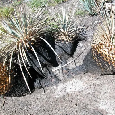 Burned yucca showing branch connections