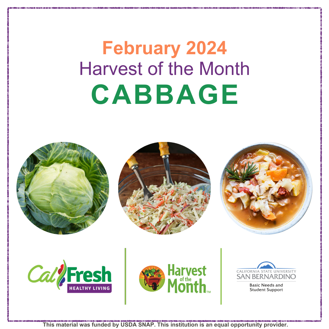 Harvest of the Month Cabbage