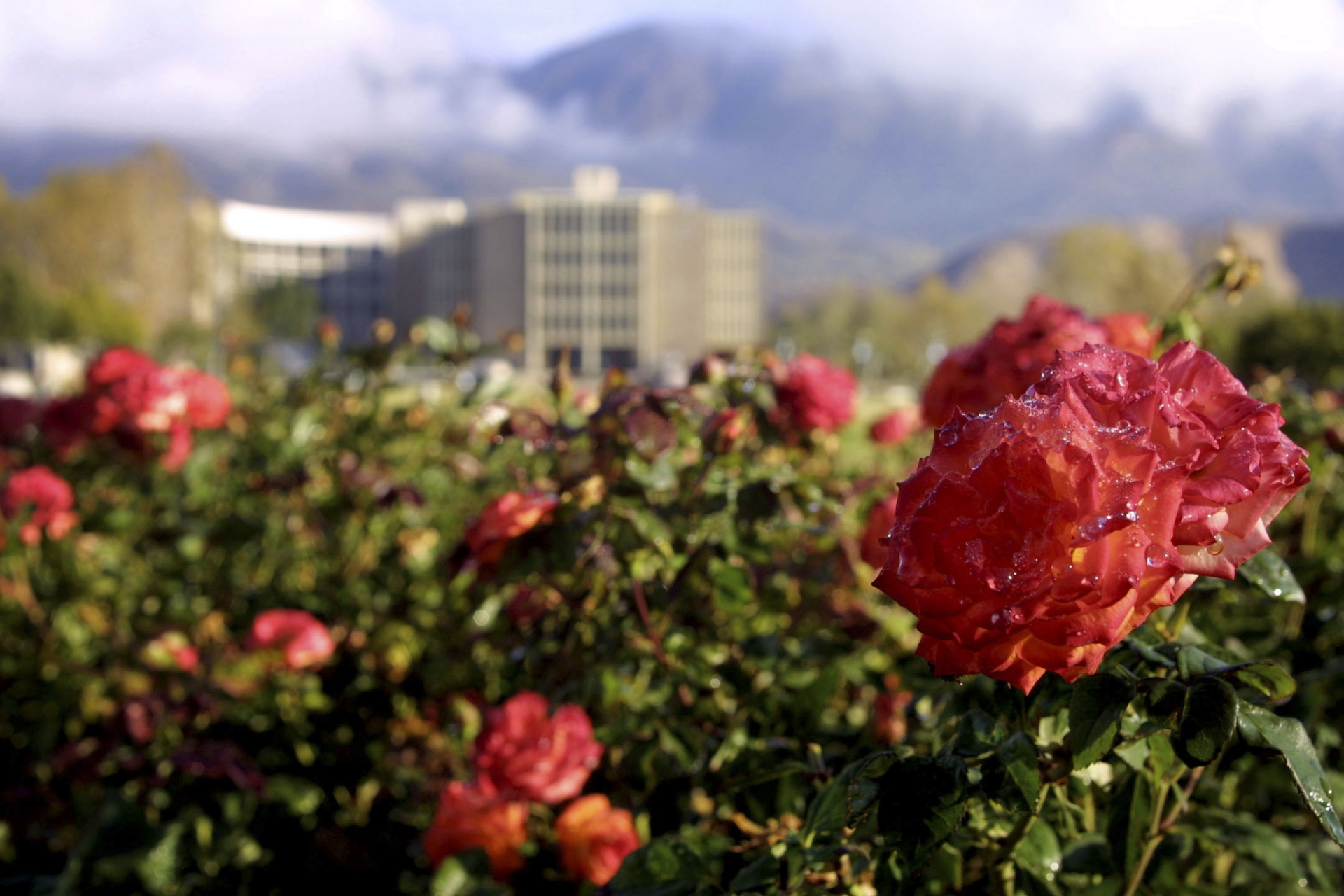 CSUSB Flowers