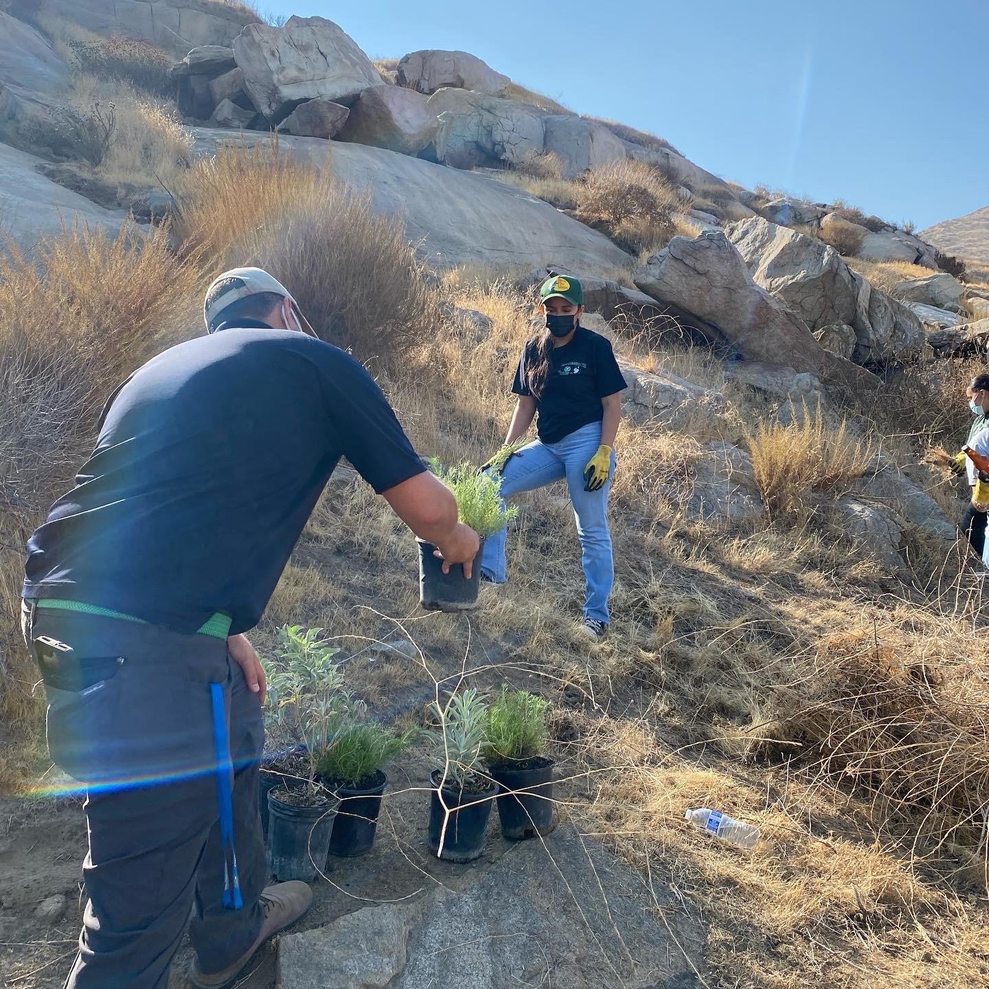 people planting on a hillside