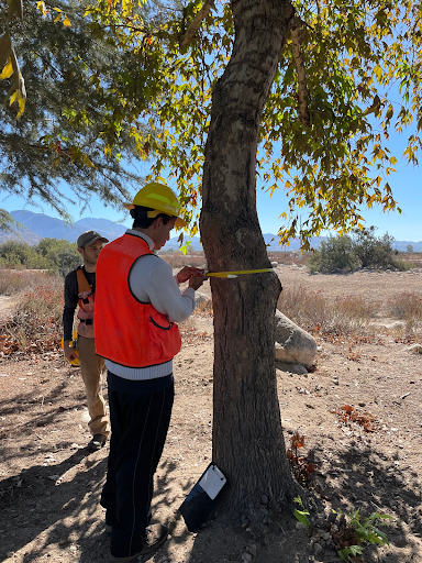 image of someone marking a tree
