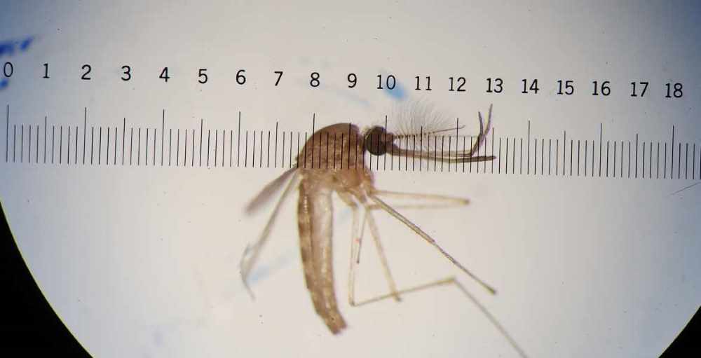 mosquito