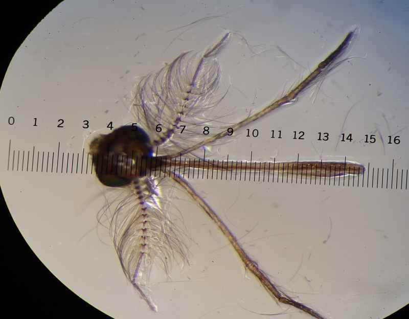 mosquito 2