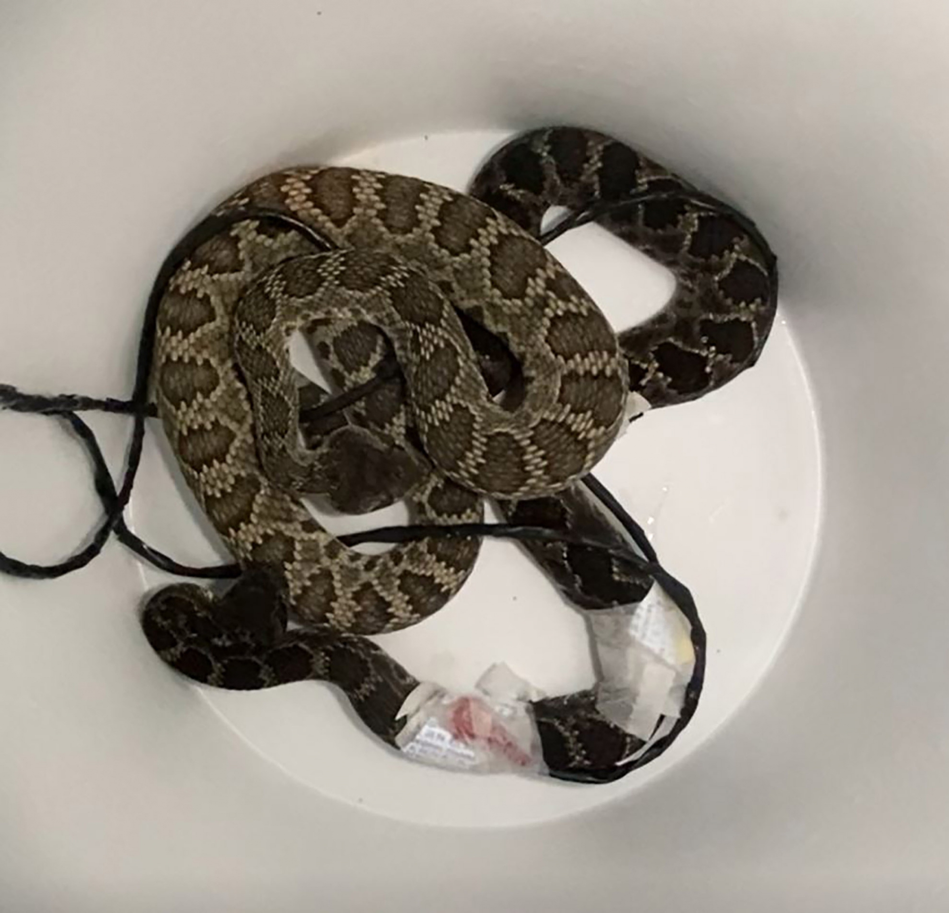 Southern Pacific rattlesnakes (Crotalus helleri) in a bucket during social buffering trials.