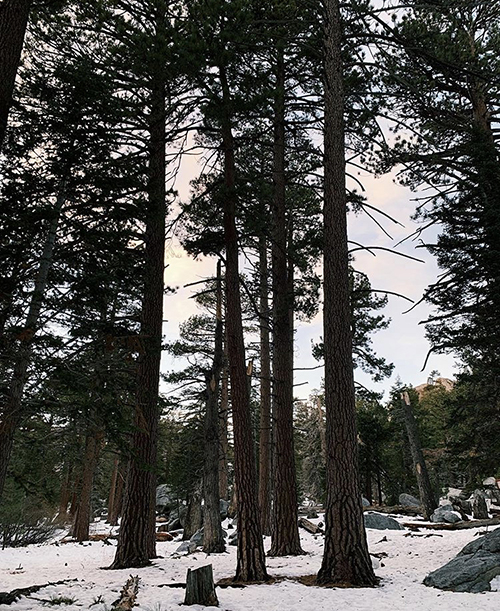 Day 3 of Camp SERVE, trip to Palm Springs Aerial Tramway.