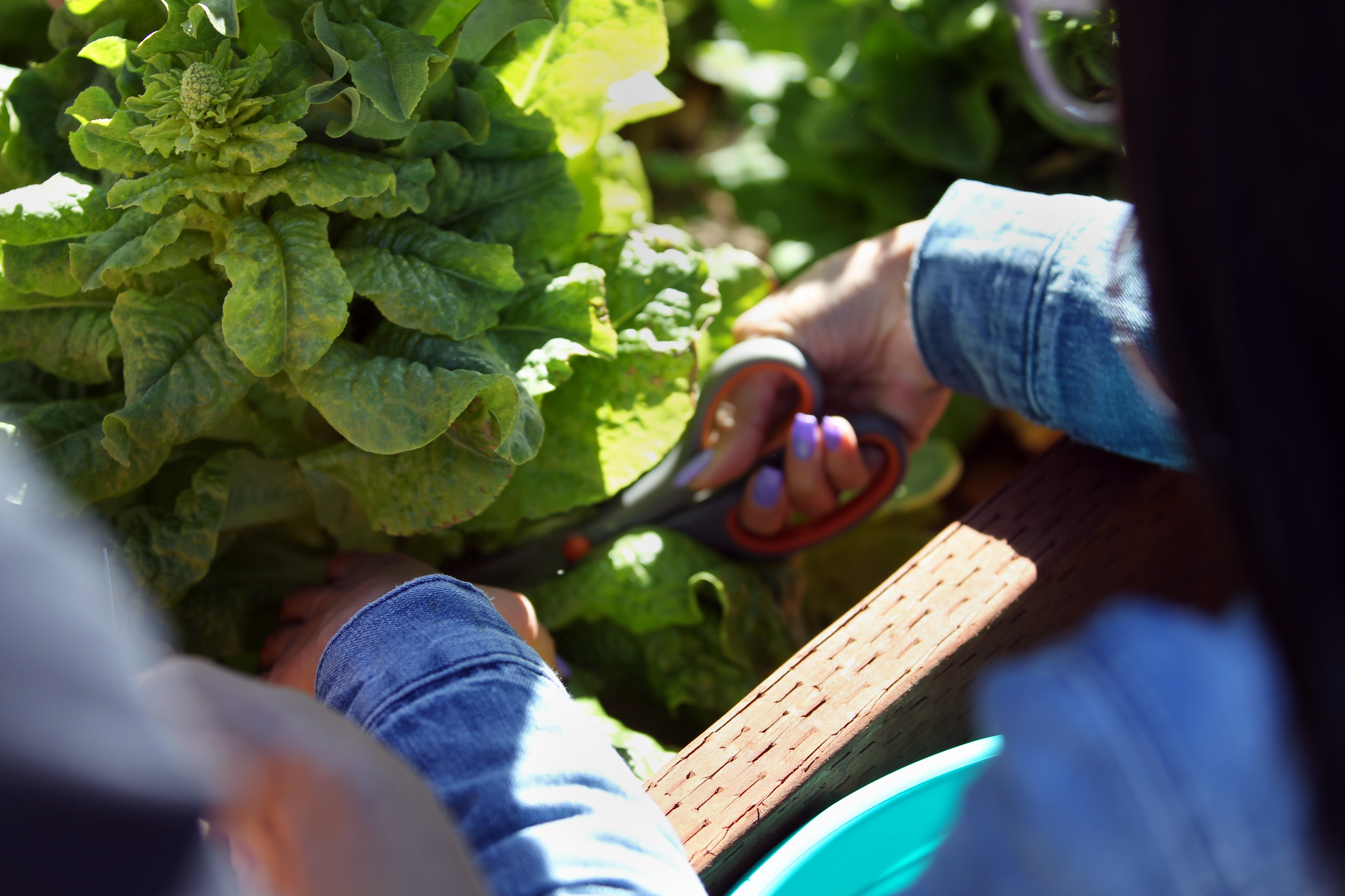 Students picked a crop of broccoli, buttercrunch lettuce and other vegetables from the garden, which is located in the university’s student housing area, next to the Serrano Village Quad.