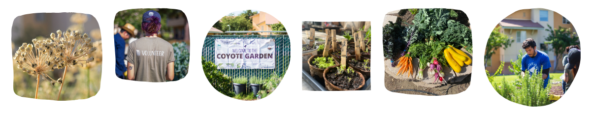 Coyote Garden Images