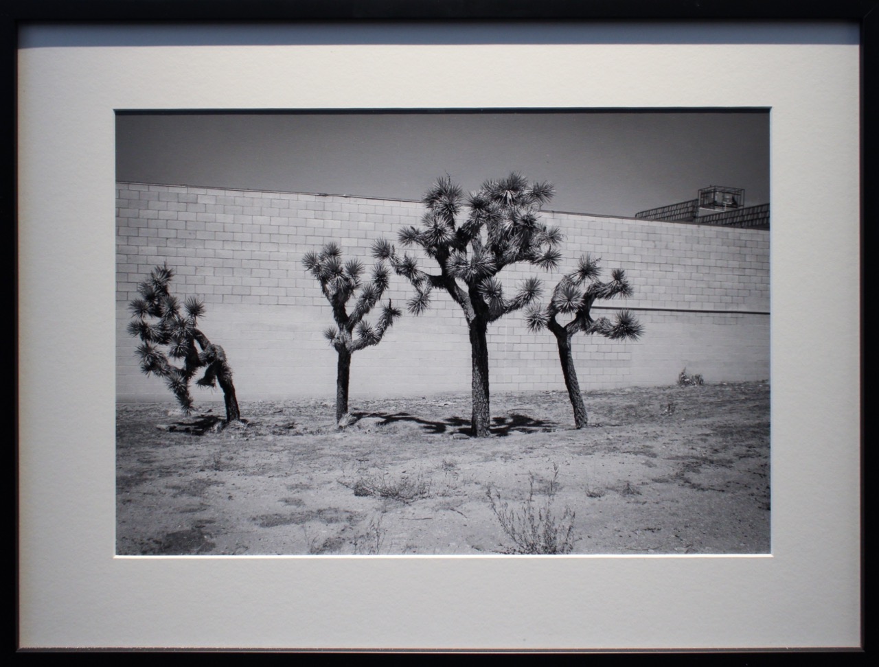 Joshua Tree Family, 34.136427; -115.974995