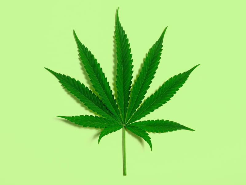 Marijuana leaf on green background