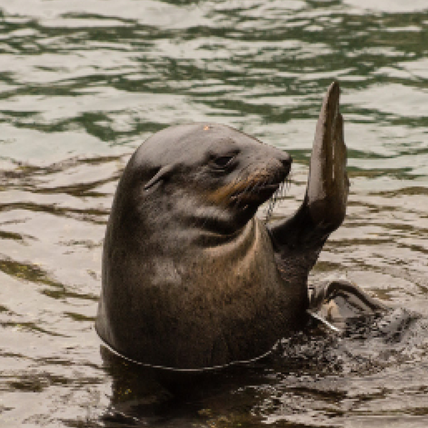 a friendly seal