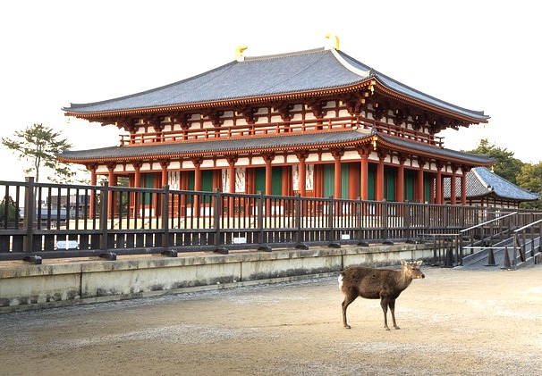Deer in front of Kohfukuji temple in Japan