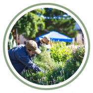 Harvesting