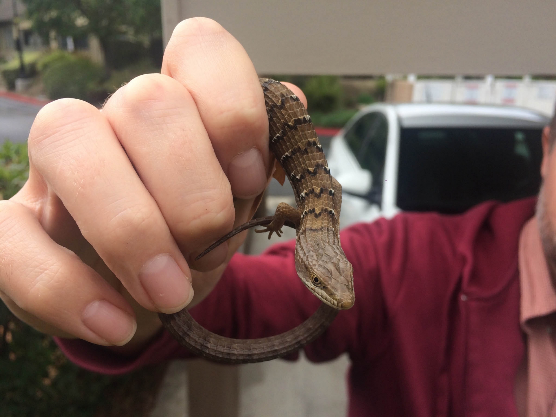A paper co-written by Bree Putman, CSUSB assistant professor biology and and the Natural History Museum of Los Angeles County (NHMLAC) used crowdsourcing data from the general public, more commonly known as community science, to answer fundamental questions about the threats faced by urban wildlife, specifically, lizards. 