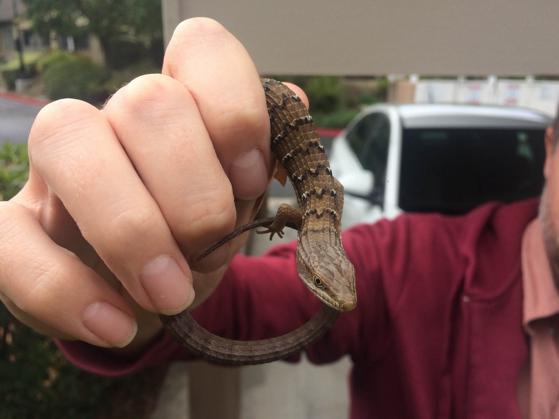 A paper co-written by Bree Putman, CSUSB assistant professor biology and and the Natural History Museum of Los Angeles County (NHMLAC) used crowdsourcing data from the general public, more commonly known as community science, to answer fundamental questions about the threats faced by urban wildlife, specifically, lizards.