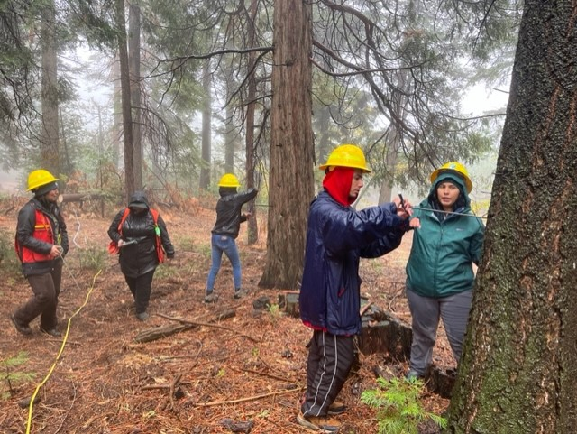 people tapping into trees