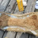 Dinosaur bone in cast