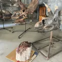 Collection of museum fossils found during previous Dino Digs