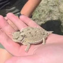 Horned toad friend