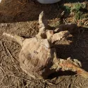 Dinosaur vertebra fossil