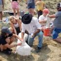 Making a plaster cast on a dinosaur femur