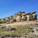 Fossiliferous sandstone exposure