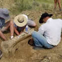 Dinosaur Femur