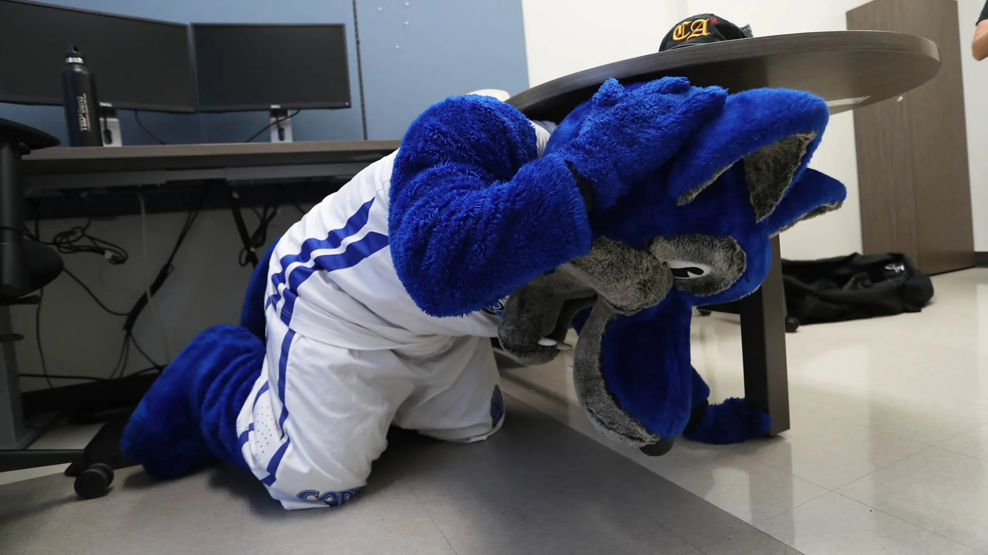 Cody Coyote shows how to drop, cover, hold during a past Great ShakeOut earthquake drill.