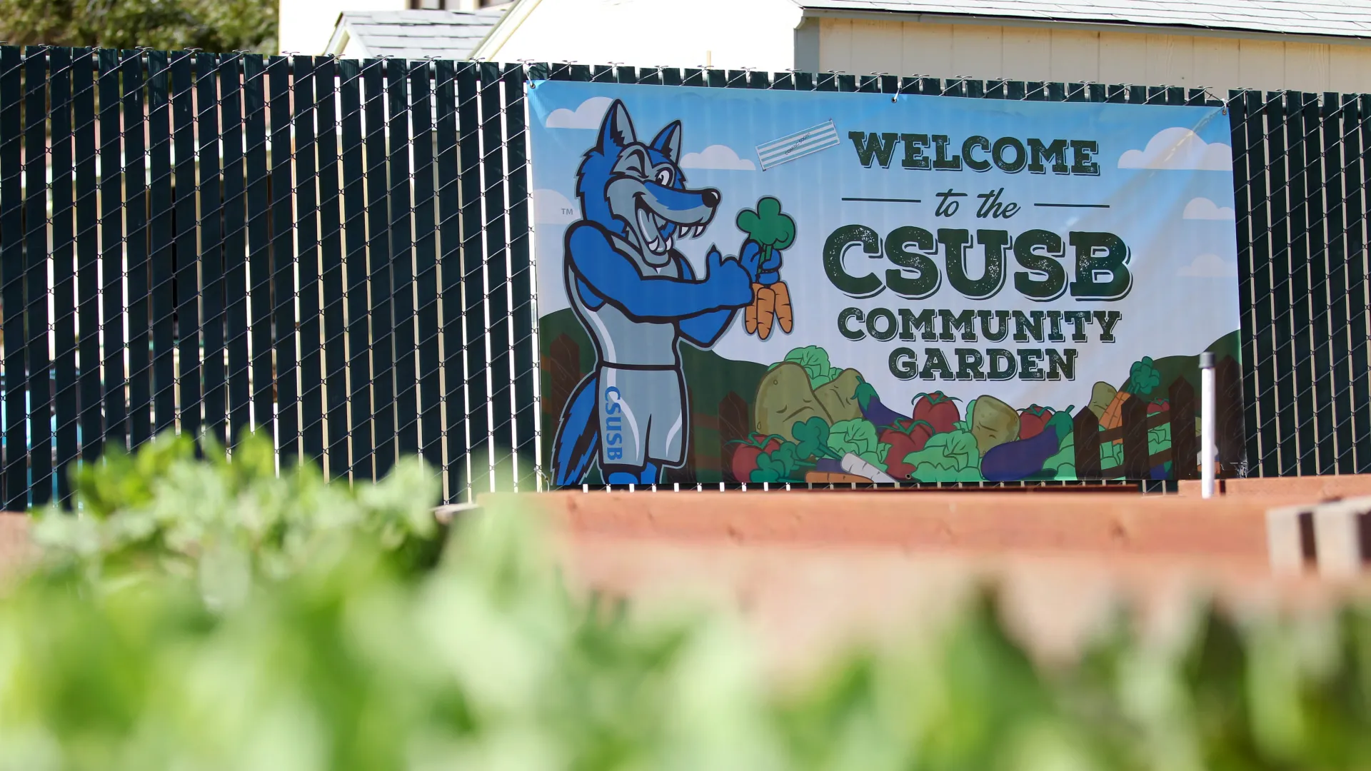 The CSUSB Community Garden