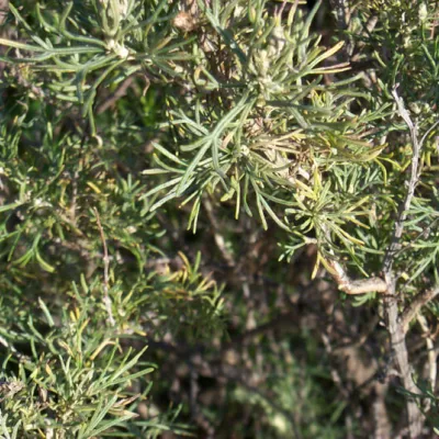 Artemisia californica