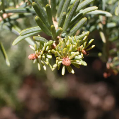 Terminal bud