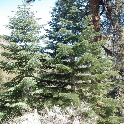 Abies concolor