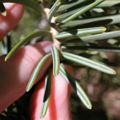 Needles