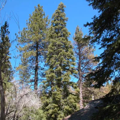 Older tree
