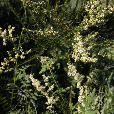 Adenostoma fasciculatum