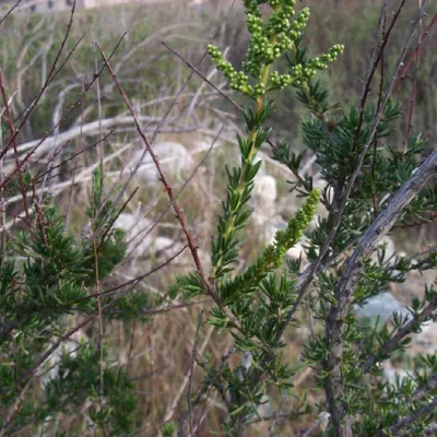 Branch with fascicles of leaves
