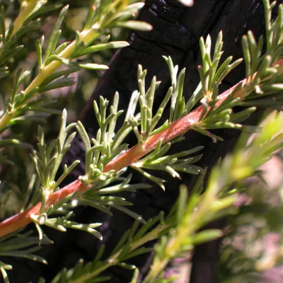 Leaf form on resprouts (after fire)
