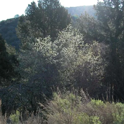 Amelanchier alnifolia