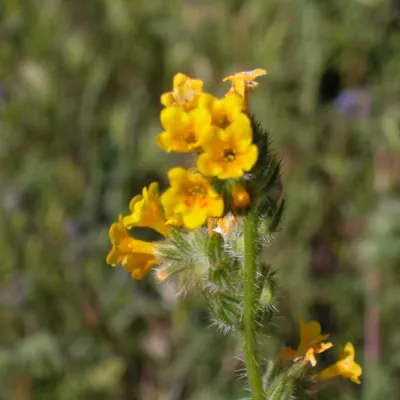 Amsinckia intermedia
