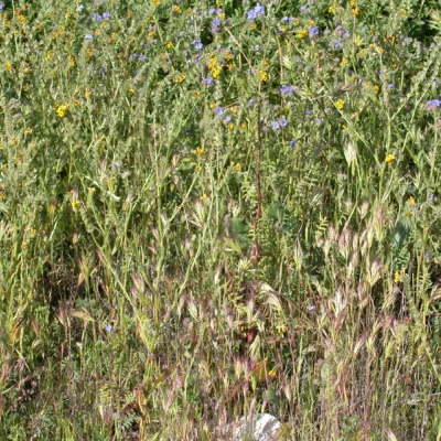 Field of Amsinckia (with Phacelia distans)