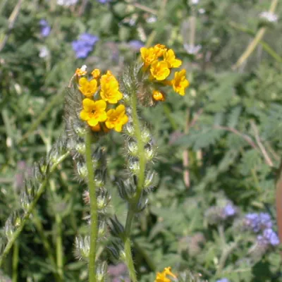 Inflorescence