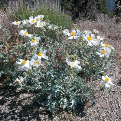Argemone munita