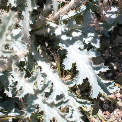Leaves