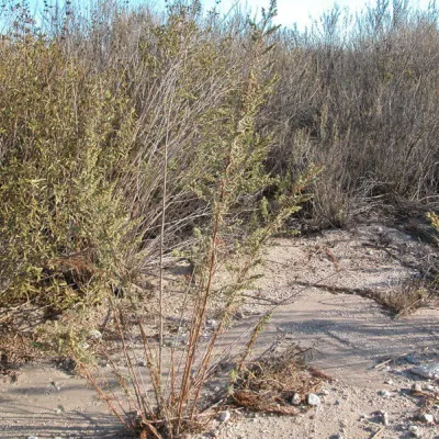 Artemisia dracunculus