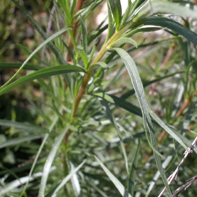 Close-up of leaf